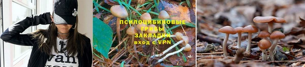 индика Горнозаводск